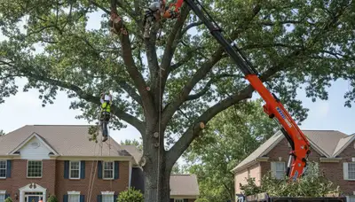Arborists performing large tree removal with bucket truck in Naval Air Station JRB, Fort Worth TX