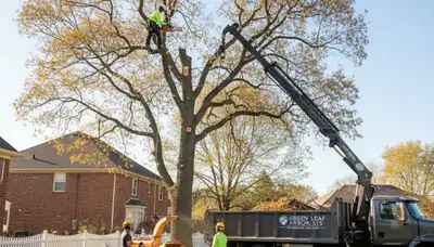 Professional tree removal service cutting hazardous oak in Fort Worth, TX yard