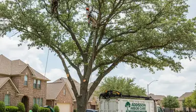 Professional tree removal service in Fort Worth TX safely cutting large oak branches