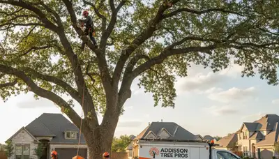 Professional tree removal service team in Fort Worth TX safely cutting and hauling large oak tree