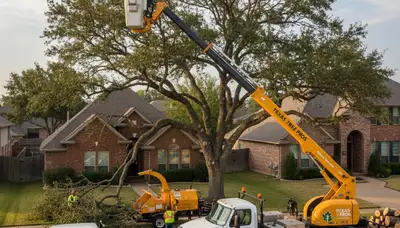Professional tree removal service in Fort Worth TX safely cutting and clearing large oak tree