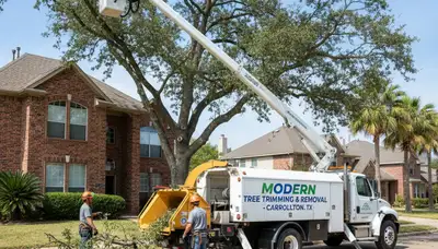 Professional tree removal service in Fort Worth TX clearing hazardous trees safely