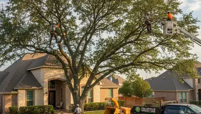 Professional tree removal service in Fort Worth TX safely cutting large oak tree