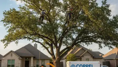 Professional tree removal service in Fort Worth TX clearing large oak safely