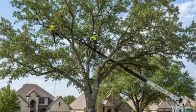 Professional tree removal service in Fort Worth TX safely cutting large oak near residential property