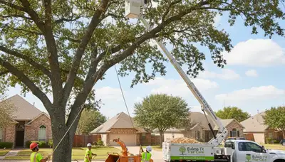 Professional tree removal service in Fort Worth TX safely cutting large oak branches