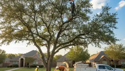 Professional tree removal service crew in Fort Worth TX safely cutting and clearing large oak tree
