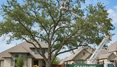 Professional tree removal service in Fort Worth TX safely clearing large oak tree branches
