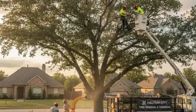 Professional tree removal service in Fort Worth TX safely clearing large oak near residential property