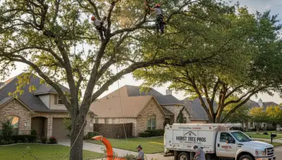 Professional tree removal service in Fort Worth TX safely cutting and clearing large oak trees