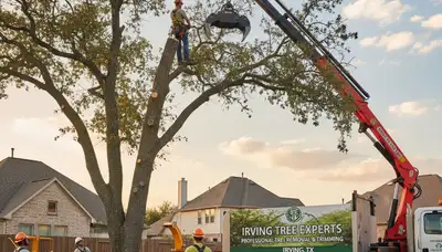 Professional tree removal service in Fort Worth TX safely clearing large oak trees