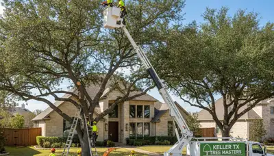 Professional tree removal service in Fort Worth TX safely cutting and clearing large oak trees
