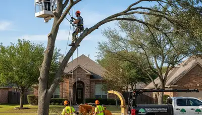 Professional tree removal service team working safely in Fort Worth TX