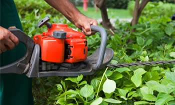 Shrub Removal in Fort Worth TX Shrub Removal Services in Fort Worth TX Shrub Care in Fort Worth TX Landscaping in Fort Worth TX