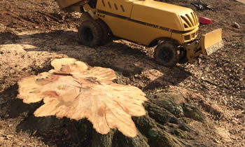 Stump Removal in Fort Worth TX Stump Removal Services in Fort Worth TX Stump Removal Professionals Fort Worth TX Tree Services in Fort Worth TX