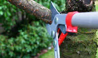 Tree Pruning Services in Fort Worth TX