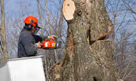 Tree Removal in Fort Worth TX